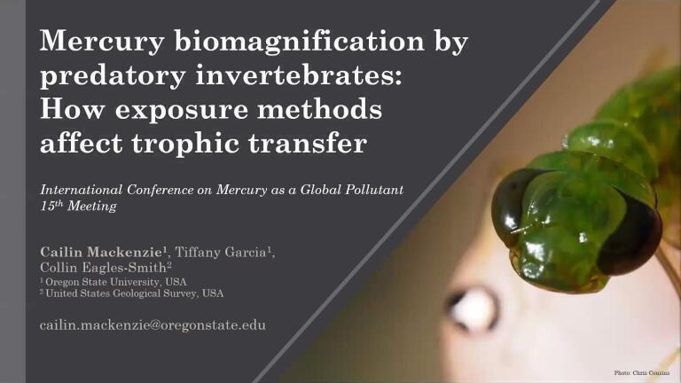 Mercury biomagnification by predatory invertebrates: How exposure methods affect trophic transfer